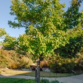 Northern Red Oak